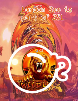 Wildlife free slots